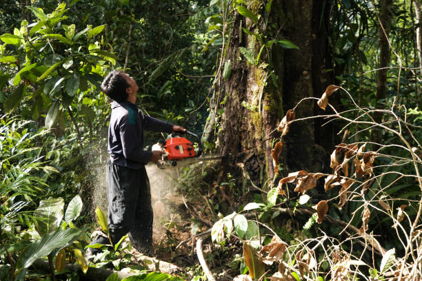 Best Tree Maintenance Programs  in St James, MD