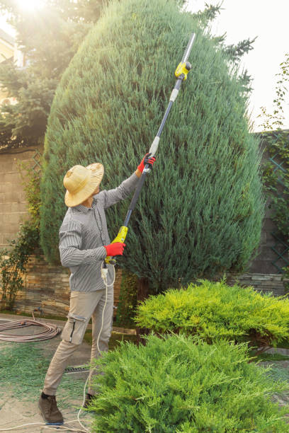 How Our Tree Care Process Works  in  St James, MD
